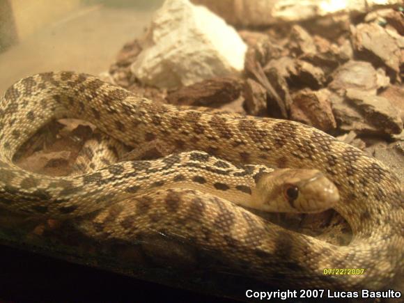 Gopher Snake (Pituophis catenifer)