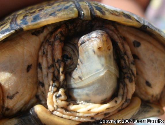 Southwestern Pond Turtle (Actinemys marmorata pallida)