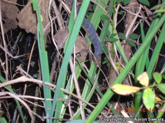 Banded Watersnake (Nerodia fasciata fasciata)