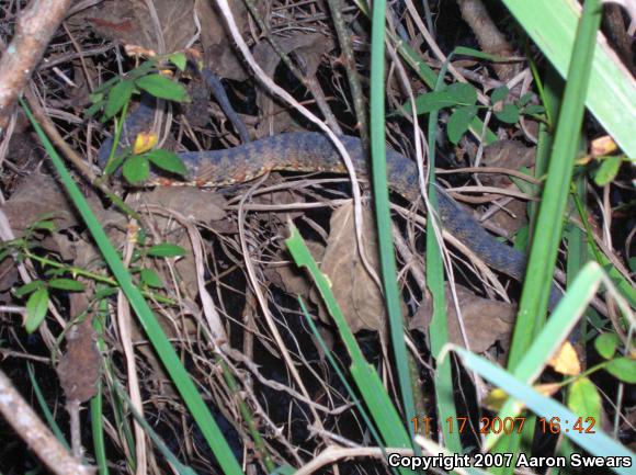 Banded Watersnake (Nerodia fasciata fasciata)