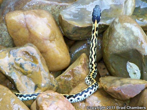 Eastern Black-necked Gartersnake (Thamnophis cyrtopsis ocellatus)