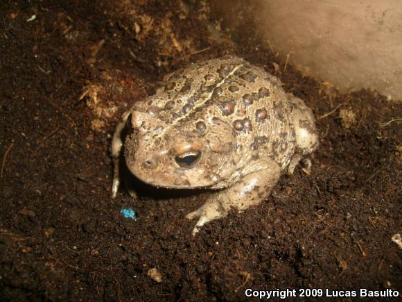 Southern California Toad (Anaxyrus boreas halophilus)