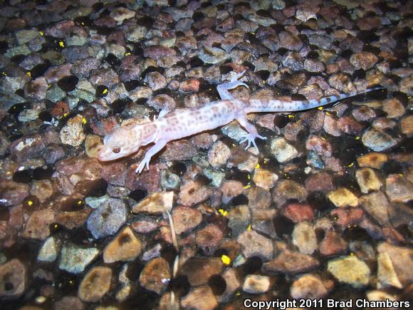 Reticulate Gecko (Coleonyx reticulatus)