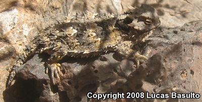 Blainville's Horned Lizard (Phrynosoma blainvillii)