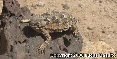 Blainville's Horned Lizard (Phrynosoma blainvillii)