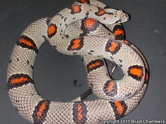 Gray-banded Kingsnake (Lampropeltis alterna)