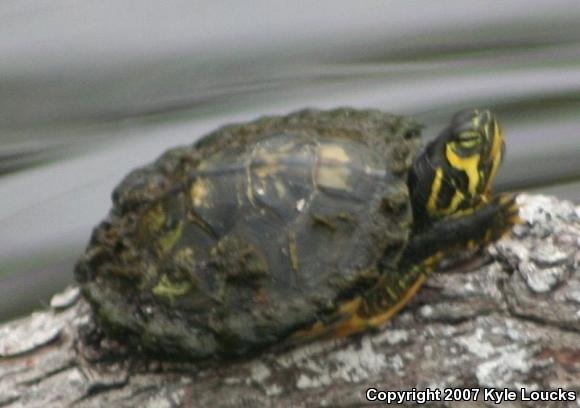 Yellow-bellied Slider (Trachemys scripta scripta)