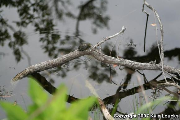 Yellow-bellied Slider (Trachemys scripta scripta)