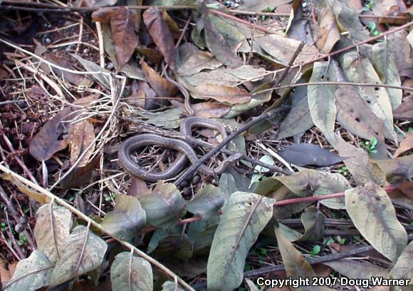 Eastern Gartersnake (Thamnophis sirtalis sirtalis)