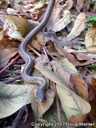 Eastern Gartersnake (Thamnophis sirtalis sirtalis)