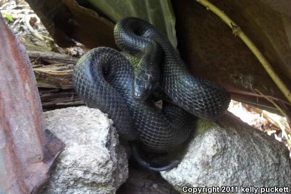 Eastern Ratsnake (Pantherophis alleghaniensis)