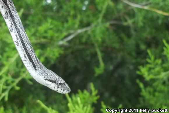 Eastern Ratsnake (Pantherophis alleghaniensis)