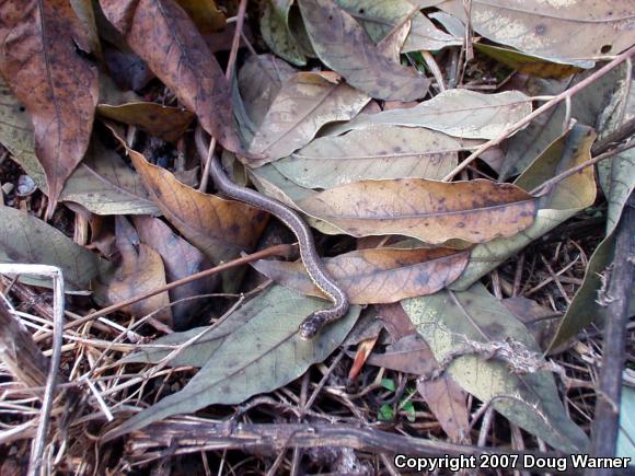 Eastern Gartersnake (Thamnophis sirtalis sirtalis)