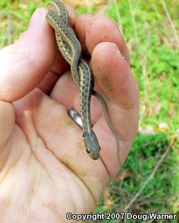 Eastern Gartersnake (Thamnophis sirtalis sirtalis)