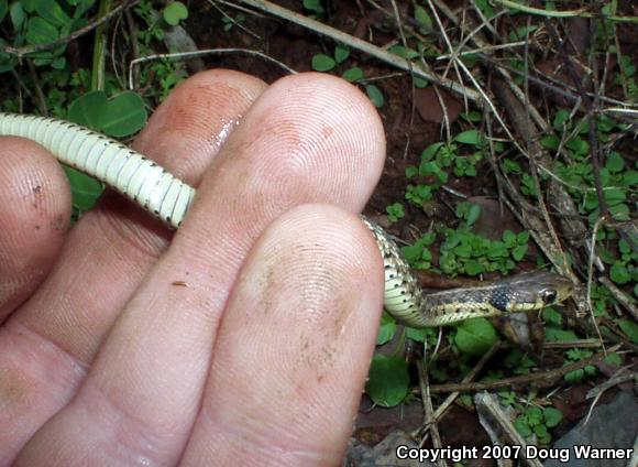 Eastern Gartersnake (Thamnophis sirtalis sirtalis)