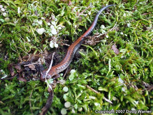 Eastern Red-backed Salamander (Plethodon cinereus)