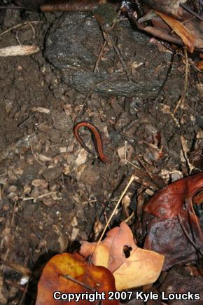 Eastern Red-backed Salamander (Plethodon cinereus)