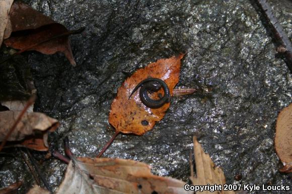 Eastern Red-backed Salamander (Plethodon cinereus)