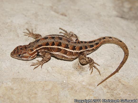 Anahuacan Bunchgrass Lizard (Sceloporus aeneus aeneus)