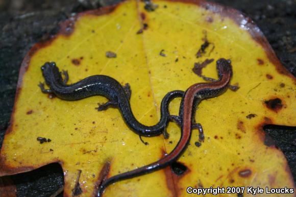 Eastern Red-backed Salamander (Plethodon cinereus)