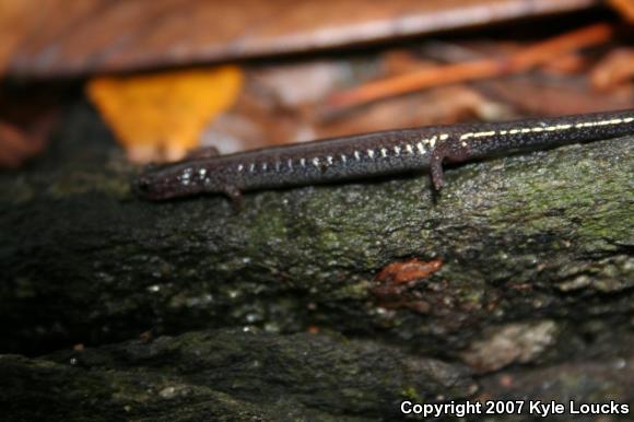 Eastern Red-backed Salamander (Plethodon cinereus)