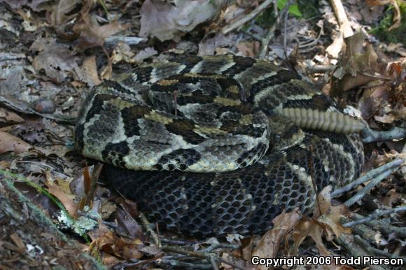 Timber Rattlesnake (Crotalus horridus)