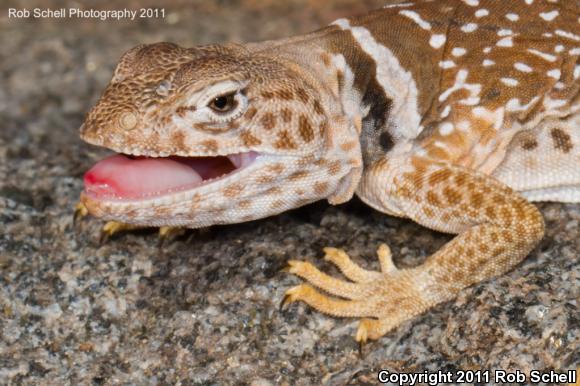 Desert Collared Lizard (Crotaphytus insularis)