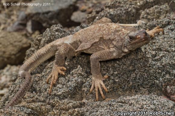 Spiny Chuckwalla (Sauromalus hispidus)