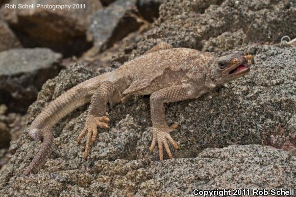 Spiny Chuckwalla (Sauromalus hispidus)