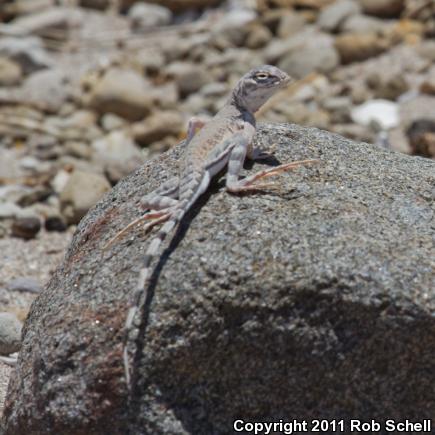 Angel Island Zebra-tailed Lizard (Callisaurus draconoides splendidus)