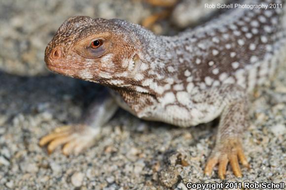 Santa Catalina Island Desert Iguana (Dipsosaurus catalinensis)