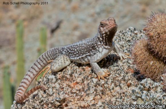 Santa Catalina Island Desert Iguana (Dipsosaurus catalinensis)