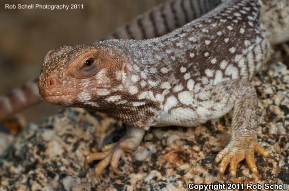 Santa Catalina Island Desert Iguana (Dipsosaurus catalinensis)