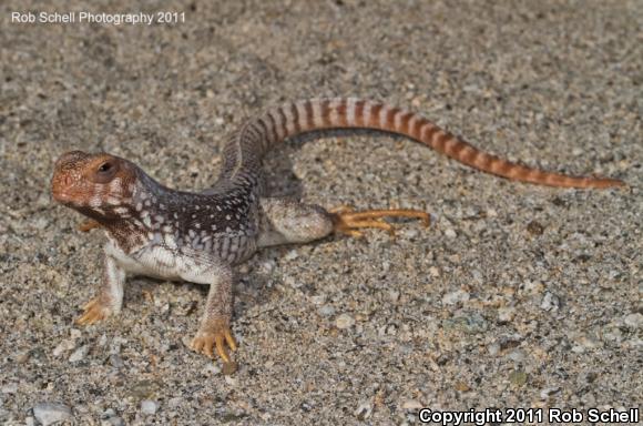 Santa Catalina Island Desert Iguana (Dipsosaurus catalinensis)