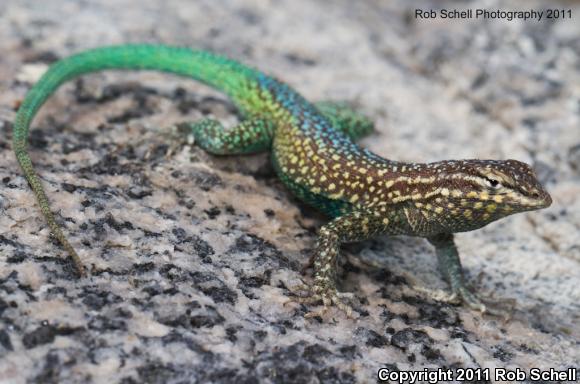 Santa Catalina Side-blotched Lizard (Uta squamata)