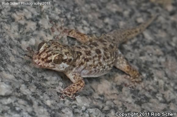 Catalina Island Leaf-toed Gecko (Phyllodactylus bugastrolepis)