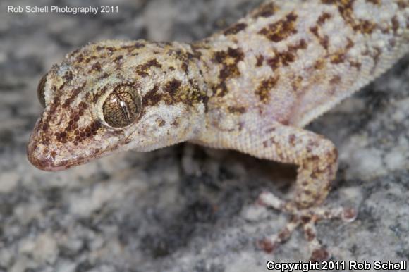 Catalina Island Leaf-toed Gecko (Phyllodactylus bugastrolepis)
