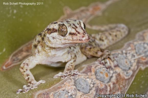 Catalina Island Leaf-toed Gecko (Phyllodactylus bugastrolepis)