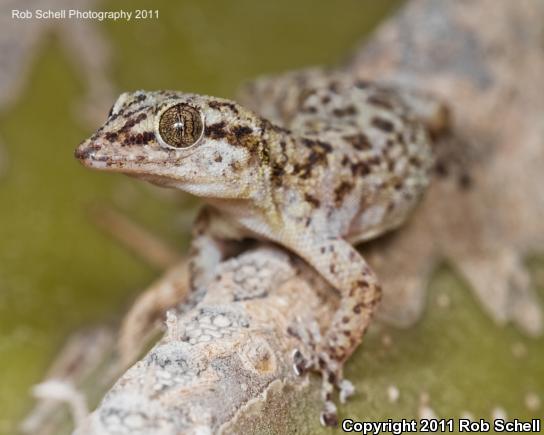 Catalina Island Leaf-toed Gecko (Phyllodactylus bugastrolepis)