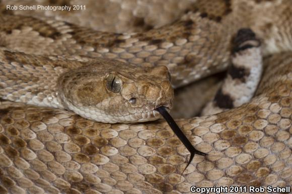 Santa Catalina Island Rattlesnake (Crotalus catalinensis)