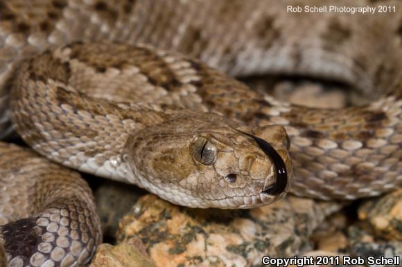 Santa Catalina Island Rattlesnake (Crotalus catalinensis)