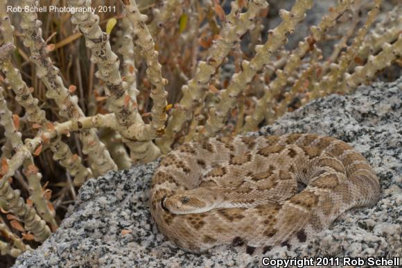Santa Catalina Island Rattlesnake (Crotalus catalinensis)