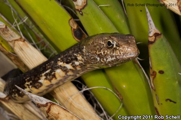 Baja California Coachwhip (Coluber fuliginosus)