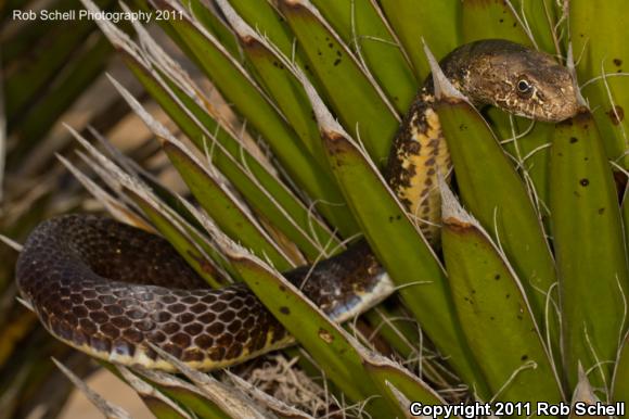 Baja California Coachwhip (Coluber fuliginosus)