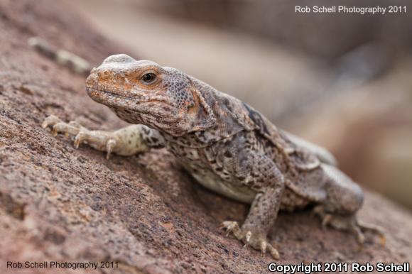 Peninsular Chuckwalla (Sauromalus australis)