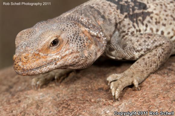 Peninsular Chuckwalla (Sauromalus australis)