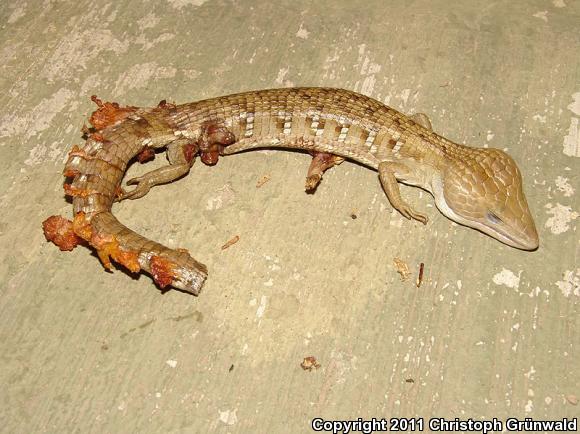 Weigman's Alligator Lizard (Gerrhonotus liocephalus)