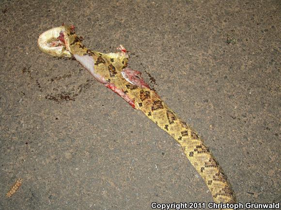 Northwestern Middle American Rattlesnake (Crotalus simus culminatus)