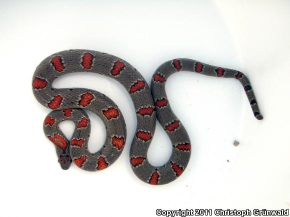 Thayer's Mountain Kingsnake (Lampropeltis mexicana thayeri)