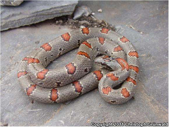 Thayer's Mountain Kingsnake (Lampropeltis mexicana thayeri)